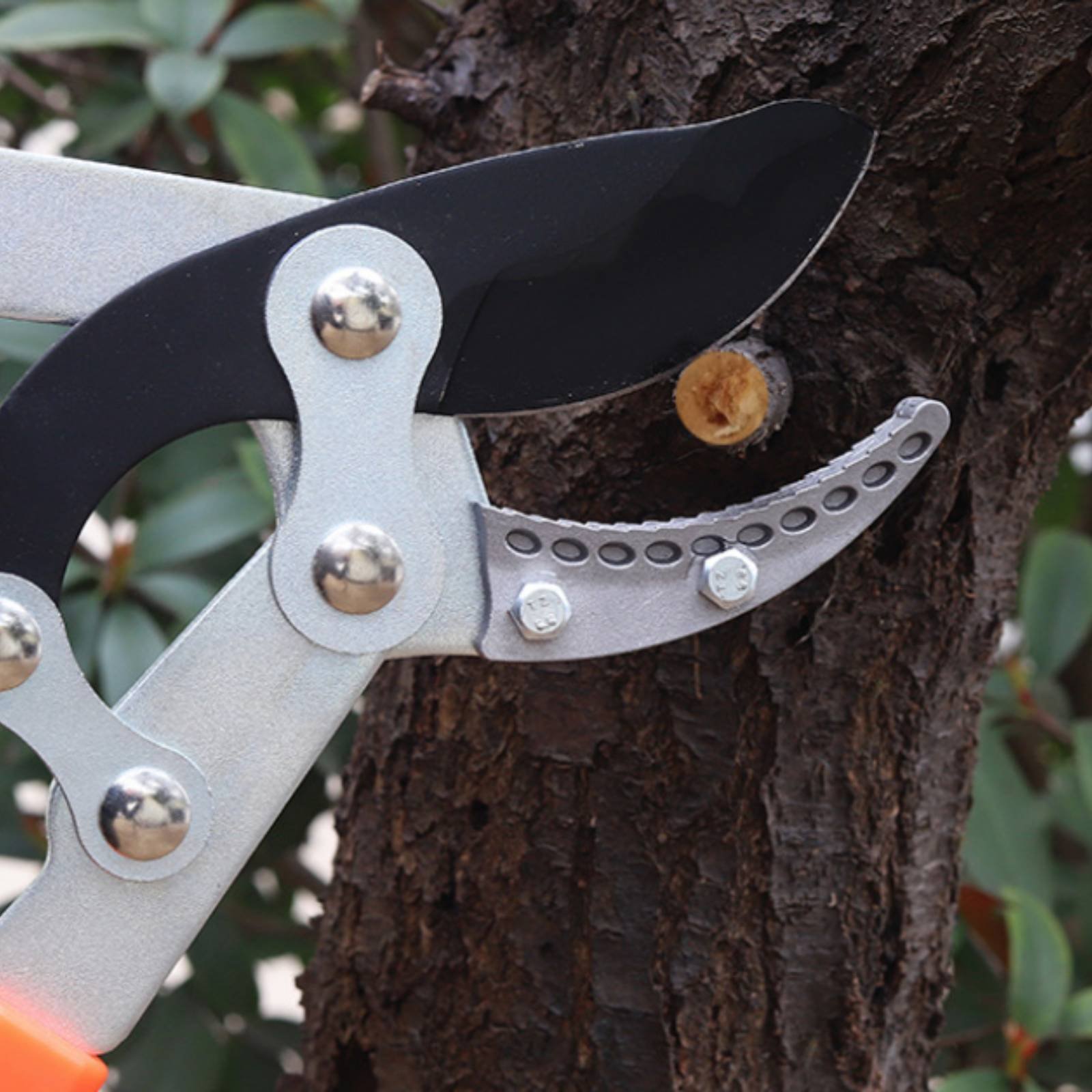 Telescopic Branch Pruners Shar - Garden Tools 评论和价格
